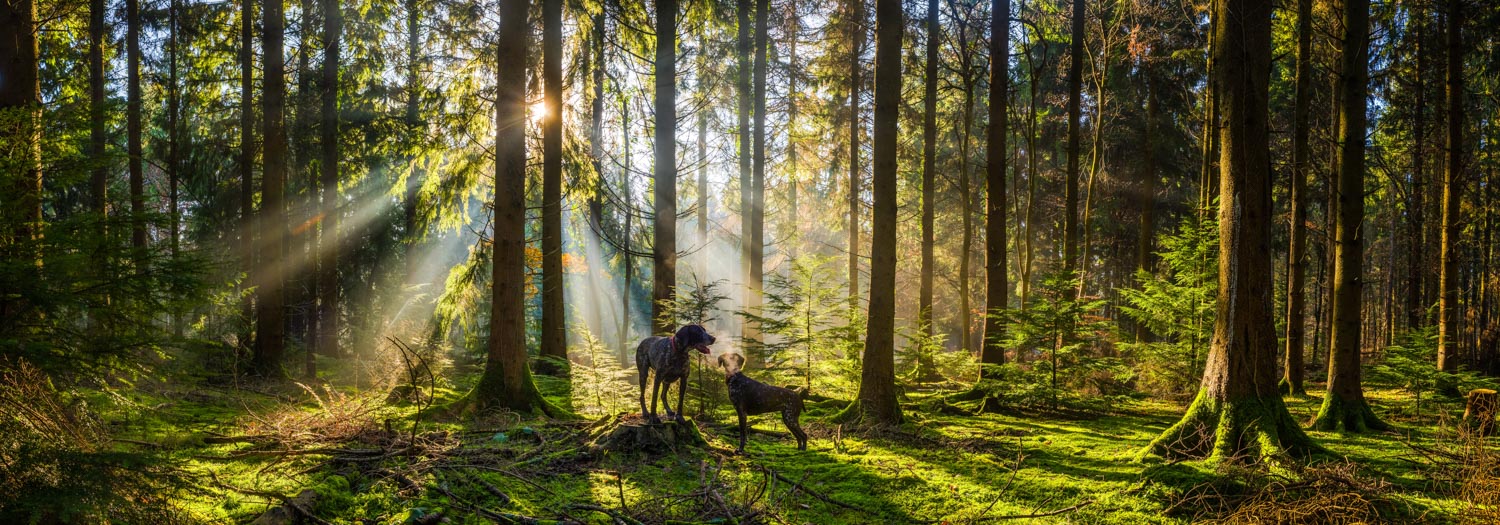 dogs deep in misty morning forest sun rays woods panorama