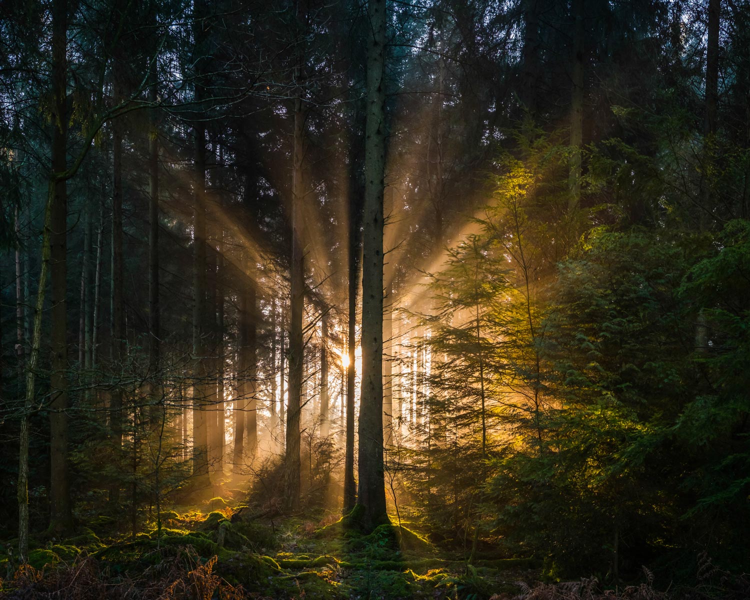 golden rays of dawn light shining through idyllic forest woodland glade