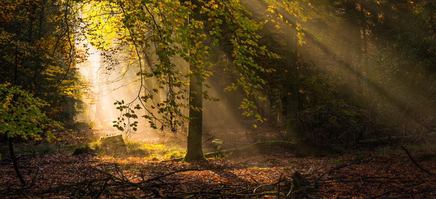 golden sunbeams shining through wilderness forest clearing panorama
