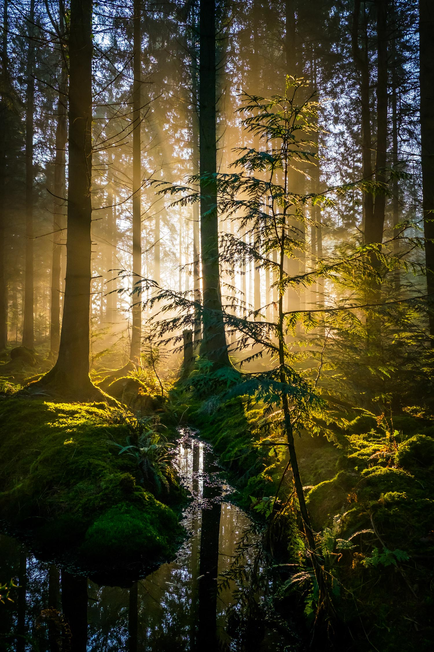 golden sunrise in idyllic tranquil forest wilderness glade