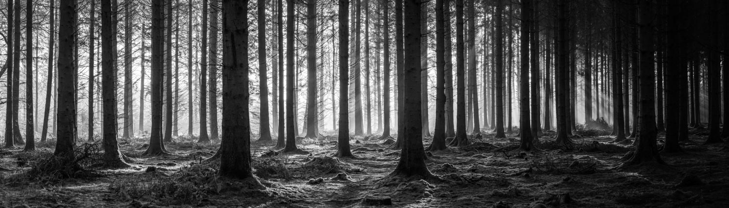 monochrome morning sunbeams in black and white forest wilderness panorama