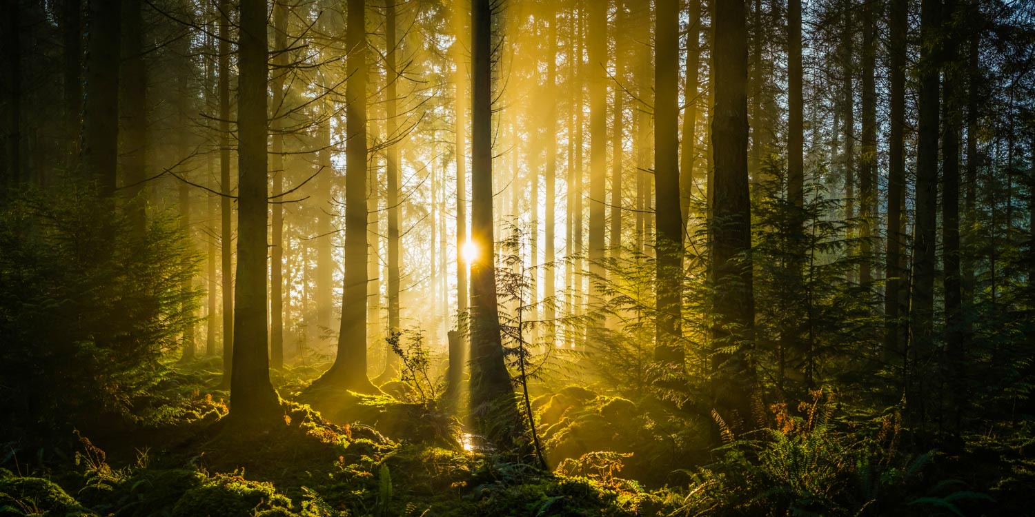 rays of golden sunshine streaming through idyllic forest glade panorama