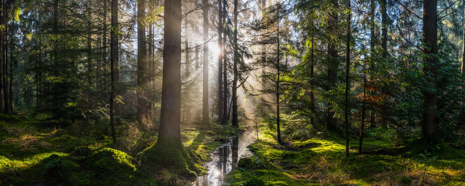 sunbeams shining through forest idyllic mossy woodland glade panorama