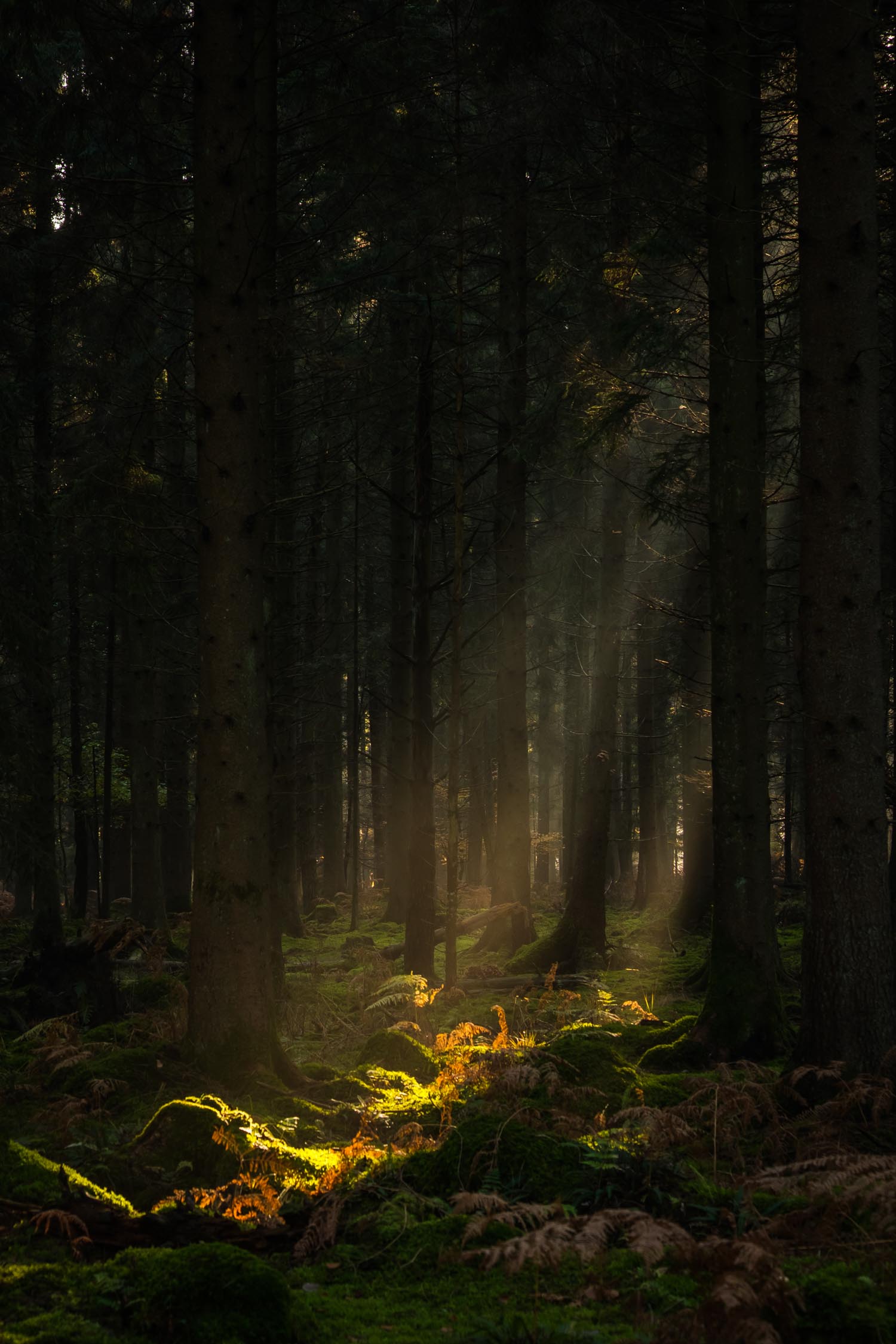 sunlight and sunbeams deep in the dark forest mossy woodland
