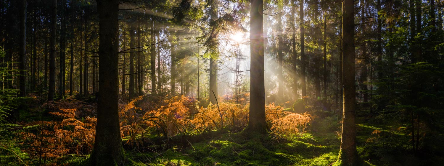 sunrise in idyllic forest clearing golden ray illuminating woodland panorama
